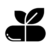 Natural, undiluted steam-distilled Hing oil, Frankincense oil, and Coconut oil rich in natural aromatic compounds